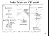 Random Mutagenesis (PCR based)