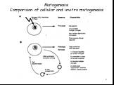 Mutagenesis Comparison of cellular and invitro mutagenesis