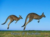 fauna of Australia