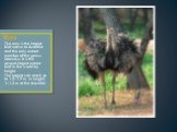 Emu. The emu is the largest bird native to Australia and the only extant member of the genus Dromaius. It is the second-largest extant bird in the world by height. The largest can reach up to 1.5–1.9 m in height, 1–1.3 m at the shoulder.