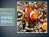 Ocellaris clownfish. Amphiprion ocellaris, also known as the Ocellaris clownfish, False Percula clownfish or Common clownfish, is a marine fish belonging to the family Pomacentridae which includes clownfishes and damselfishes.
