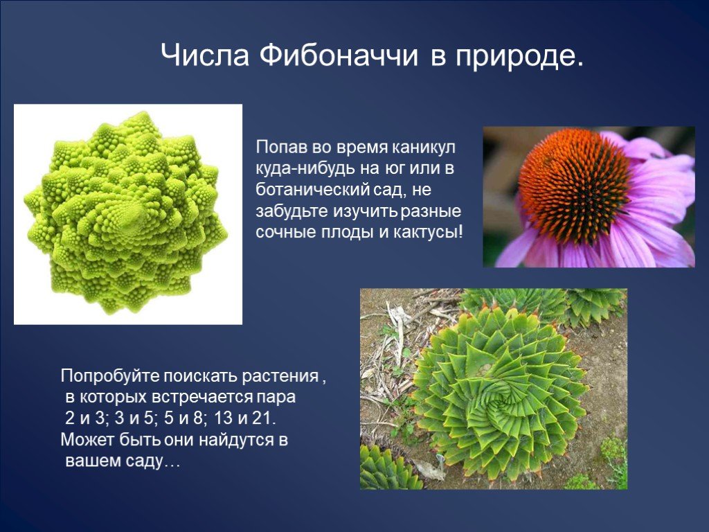 Законы цифр в природе. Числа Фибоначчи. Ряд Фибоначчи в природе. Последовательность Фибоначчи в природе. Цифры Фибоначчи в природе.