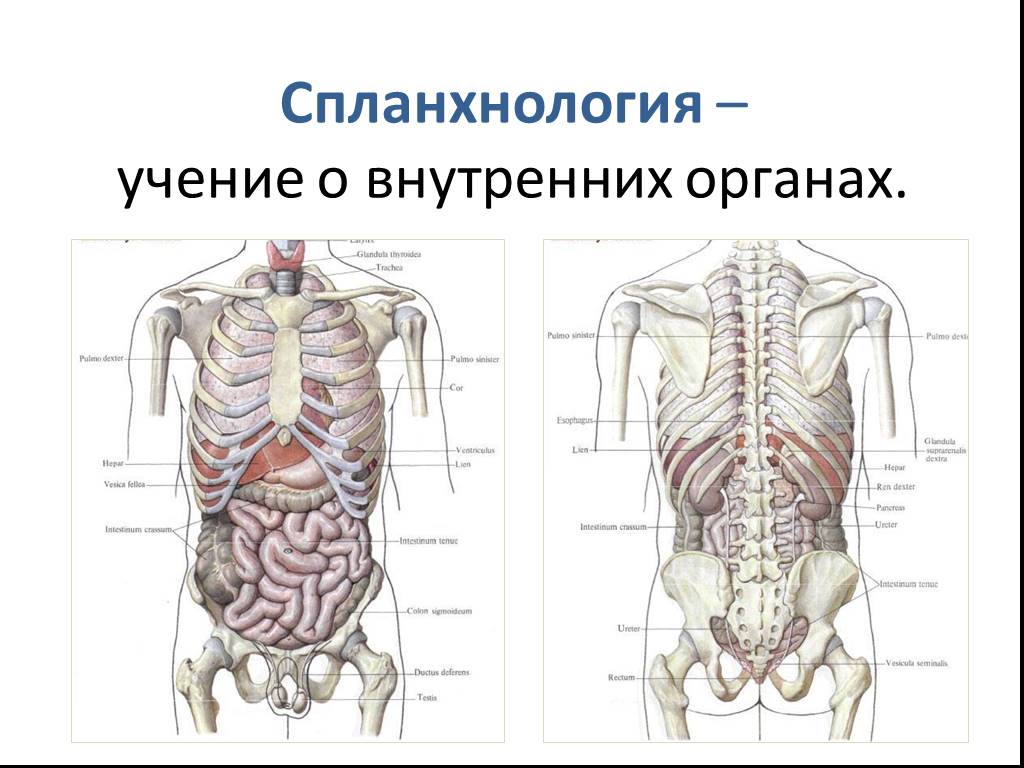 Строение человека внутренние со спины. Расположение внутренних органов вид спереди. Спланхнология анатомия человека.