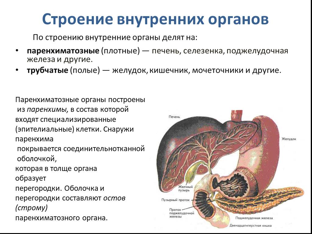 Печень является органом. Печень поджелудочная железа селезенка. Внутренние органы поджелудочная селезенка. Поджелудочная железа паренхиматозный орган. Печень селезенка поджелудочная анатомия.