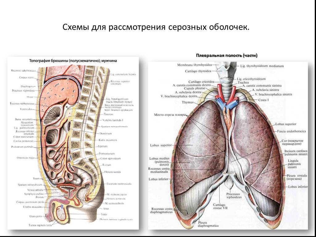 Полости тела перечислить. Органы грудной полости человека схема. Анатомия органы грудной и брюшной полости. Схема строения серозной оболочки грудной полости. Анатомия внутренних органов - Спланхнология.