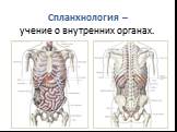 Cпланхнология – учение о внутренних органах.