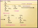 HN = C – NH2 NH глицин - амидино (CH2)3 + CH2 – NH2 трансфераза CH - NH2 COOH COOH глицин аргинин HN = C – NH2 NH2 NH + (CH2)3 CH2 CH - NH2 COOH COOH гликоциамин орнитин