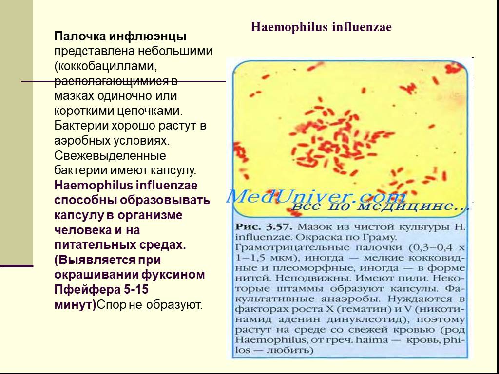Haemophilus influenzae 10. Палочка инфлюэнцы микробиология. Haemophilus influenzae факторы вирулентности. Гемофильная палочка возбудитель. Гемофильная инфекция морфология.