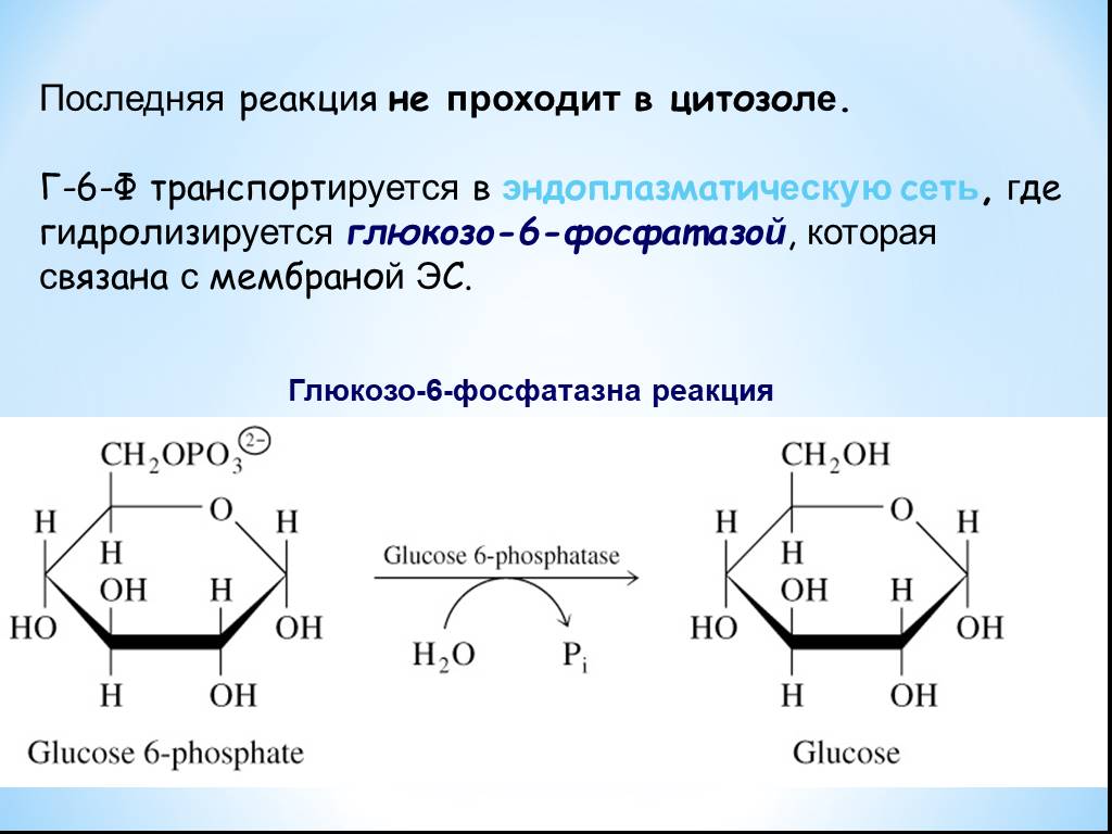 Фосфатаза реакции. Глюкозо-6-фосфатаза катализирует реакцию. Глюкозо 6 фосфат и вода. Глюкозо 6 фосфатаза реакция. Глюкозо 6 фосфат фосфатаза.