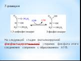 7-реакция На следующей стадии (катализируемой фосфоглицераткиназой ) перенос фосфата этого соединения сопряжен с образованием АТФ.