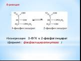 8-реакция. Изомеризации 3-ФГК в 2-фосфоглицерат (фермент: фосфоглицератмутаза )