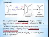 10-реакция. На предпоследней необратимой стадии, которая катализируется пируваткиназой , образуются ПВК и АТФ. Это вторая энергодающая реакция гликолиза (синтеза АТФ) – вторая реакция субстратного фосфорилирования Фермент активируется Ф-1,6диФ, и ингибируется АТФ и ацетил-КоА.