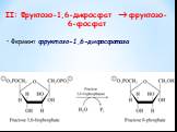 Фермент фруктозо-1,6-дифосфатаза. II: Фруктозо-1,6-дифосфат  фруктозо-6-фосфат