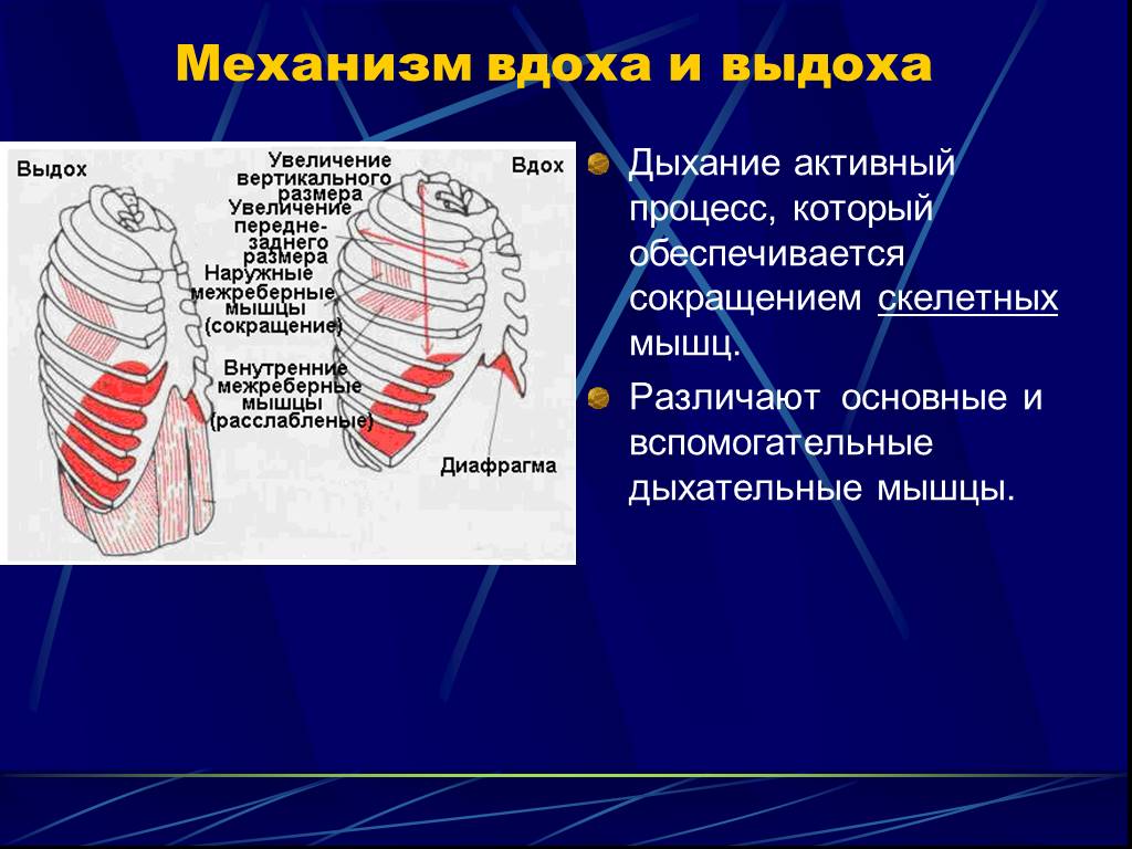 Мышечным дыханием. Основные мышцы вдоха и выдоха. Дыхательные мышцы вдоха и выдоха. Вспомогательные дыхательные мышцы. Мышцы осуществляющие вдох и выдох.