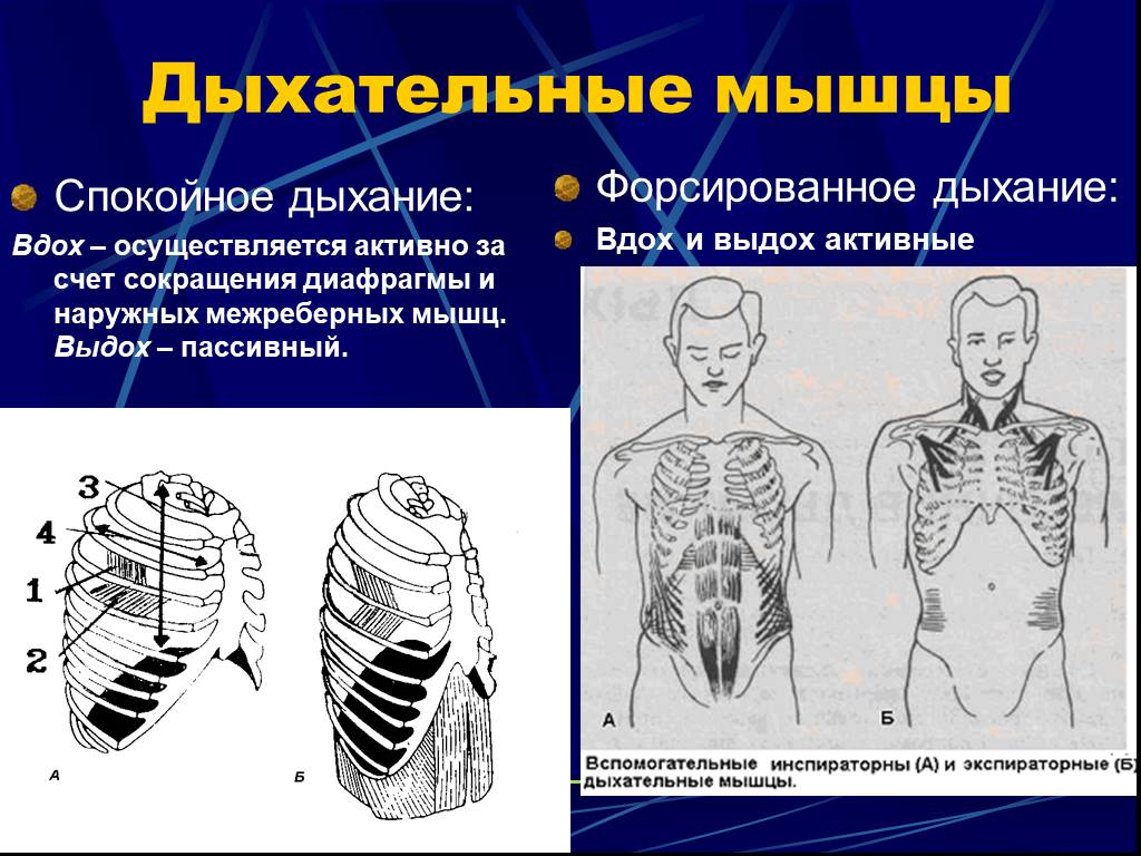 Мышцы принимают участие в дыхании. Форсированное дыхание. Вспомогательные дыхательные мышцы. Межреберные мышцы дыхание. Основные и вспомогательные дыхательные мышцы.