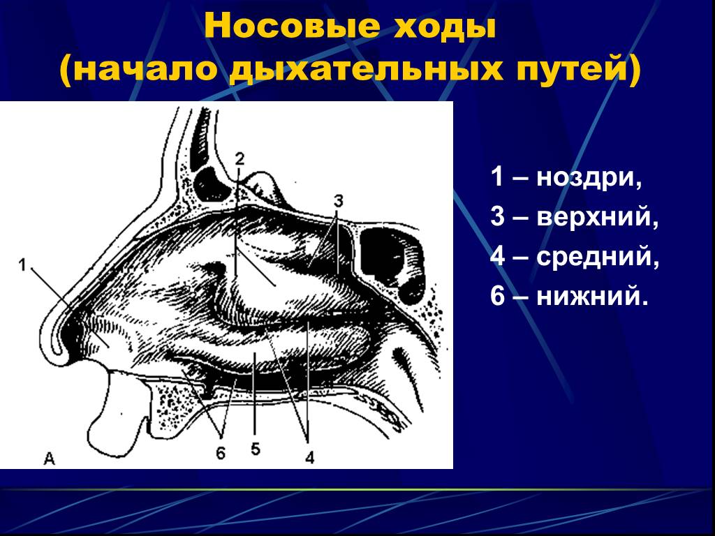 Носовой. Носовые ходы полости носа. Верхний носовой ход.