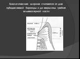 Биологическая ширина считается от дна зубодесневой борозды и до вершины гребня альвеолярной кости