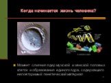 Момент слияния ядер мужской и женской половых клеток и образования единого ядра, содержащего неповторимый генетический материал