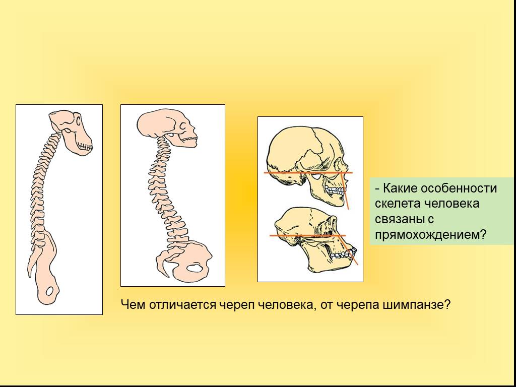 Признак строения позвоночника связанный с прямохождением. Череп позвоночник и таз шимпанзе и человека рисунок. Позвоночник шимпанзе и человека. Изменения в скелете человека в связи с прямохождением. Приспособления к прямохождению у человека.