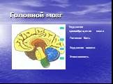 Головной мозг. Ухудшение кровообращение мозга. Головная боль Ухудшение памяти Утомляемость