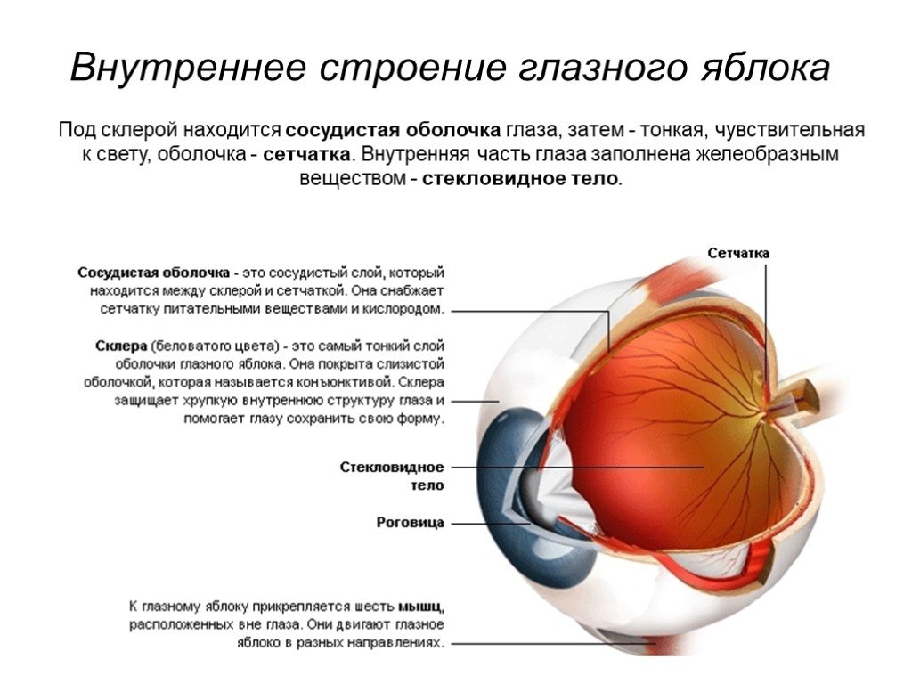 Внутренняя сетчатка. Сетчатка сосудистая оболочка склера. Внутреннее ядро глазного яблока функции и строение. Строение сетчатой оболочки глазного яблока. Строение оболочек глазного яблока анатомия.