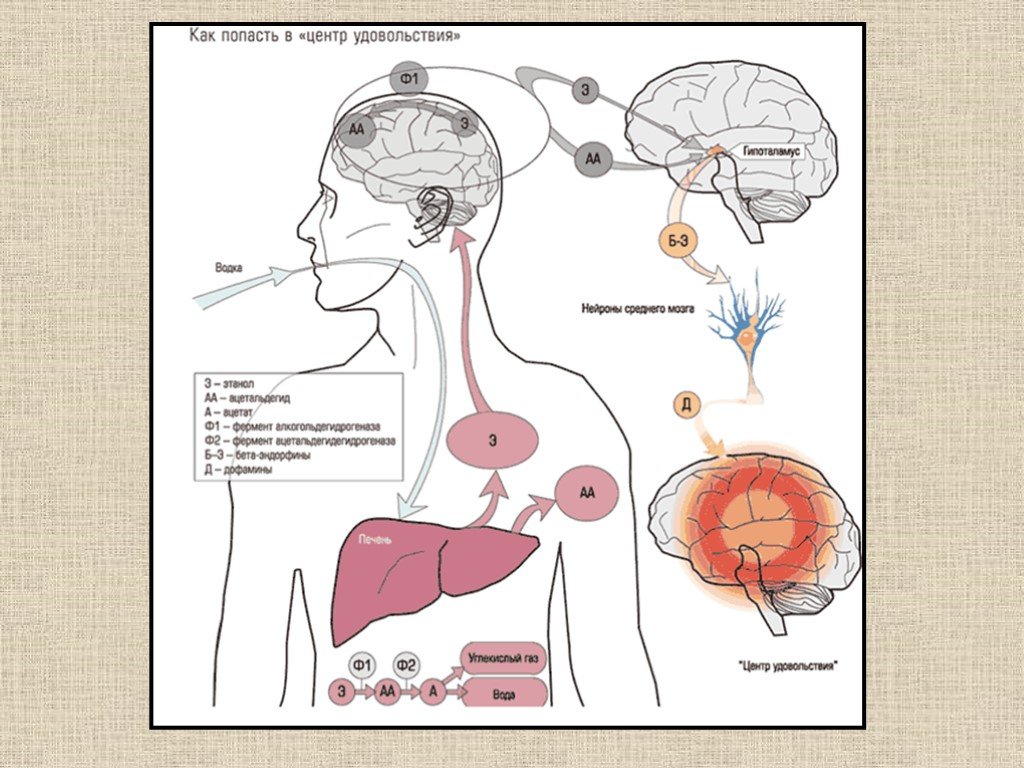 Попадает в организм. Механизм воздействия алкоголя на организм. Механизм влияния алкоголя на организм человека. Механизм действия алкоголя на ЦНС. Схема воздействия спирта на мозг.