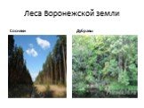 Леса Воронежской земли. Сосняки Дубравы