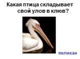Какая птица складывает свой улов в клюв? пеликан