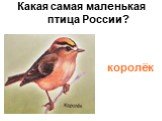 Какая самая маленькая птица России? королёк