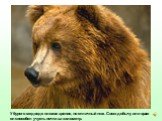 У бурого медведя плохое зрение, но отличный нюх. Свою добычу или врага он способен учуять почти за километр.