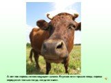 А вот нос коровы плохо ощущает запахи. Вкусная или горькая пища, корова определит только тогда, когда ее съест.