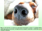 Мир для нее состоит из множества постоянно меняющихся запахов. У здоровой собаки мочка носа всегда влажная, это помогает ей улавливать миллионы и миллионы разных запахов из воздуха.