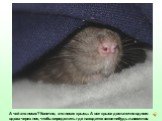 А чей это носик? Конечно, это носик крысы. А вот крысе достаточно одного вдоха через нос, чтобы определить где находится какое-нибудь лакомство.