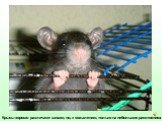 Крысы хорошо различают запахи, но, к сожалению, только на небольших расстояниях.