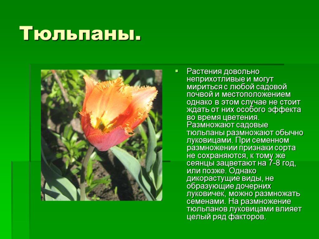 Тюльпан покрытосеменное. Научное описание цветка. Растение в научном стиле. Тюльпан описание растения. Описание цветка тюльпана.