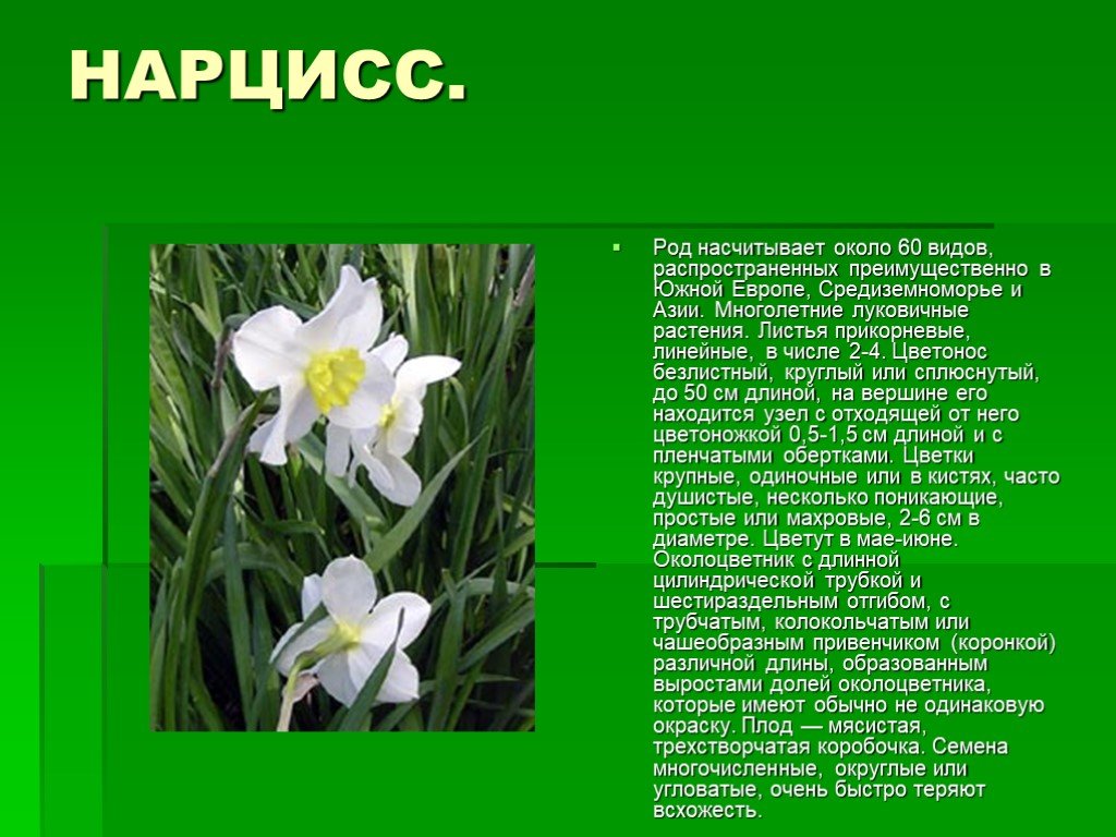 Нарциссы текст. Нарцисс описание растения. Нарцисс цветок описание. Доклад про Нарцисс. Рассказ о цветке Нарциссе.