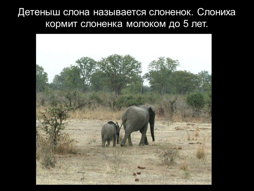 Слониха кормит слоненка молоком. Описание слона. Название детеными слона. Слон презентация 1 класс.