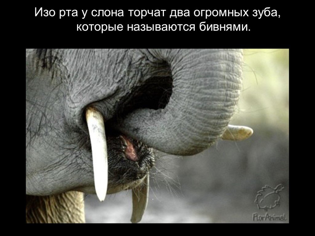 Слоновый язык. Бивни слонов.
