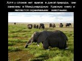 Хотя у слонов нет врагов в дикой природе, они занесены в Международную Красную книгу и являются охраняемыми животными.