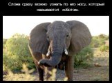 Слона сразу можно узнать по его носу, который называется хоботом.