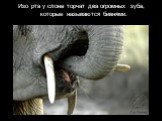 Изо рта у слона торчат два огромных зуба, которые называются бивнями.