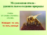 Медоносная пчела - удивительное создание природы. ПЧЕЛА ОТ СЛОВА «ПОЧЕЛО» - «ПО УМУ» Живущая по уму, то есть умница!