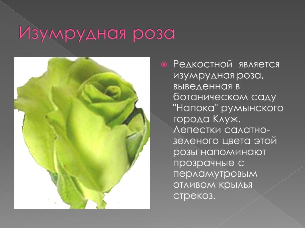 Текст розочка. Розы для презентации. Описание цветка розы. Сообщение о Розе.