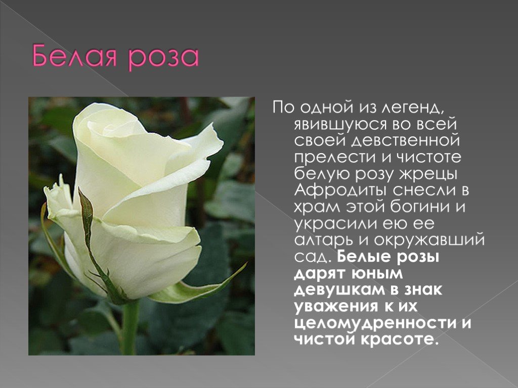 Говорящие цветы рассказ. Описание цветка розы. Сообщение о Розе. Сообщение про белую розу.