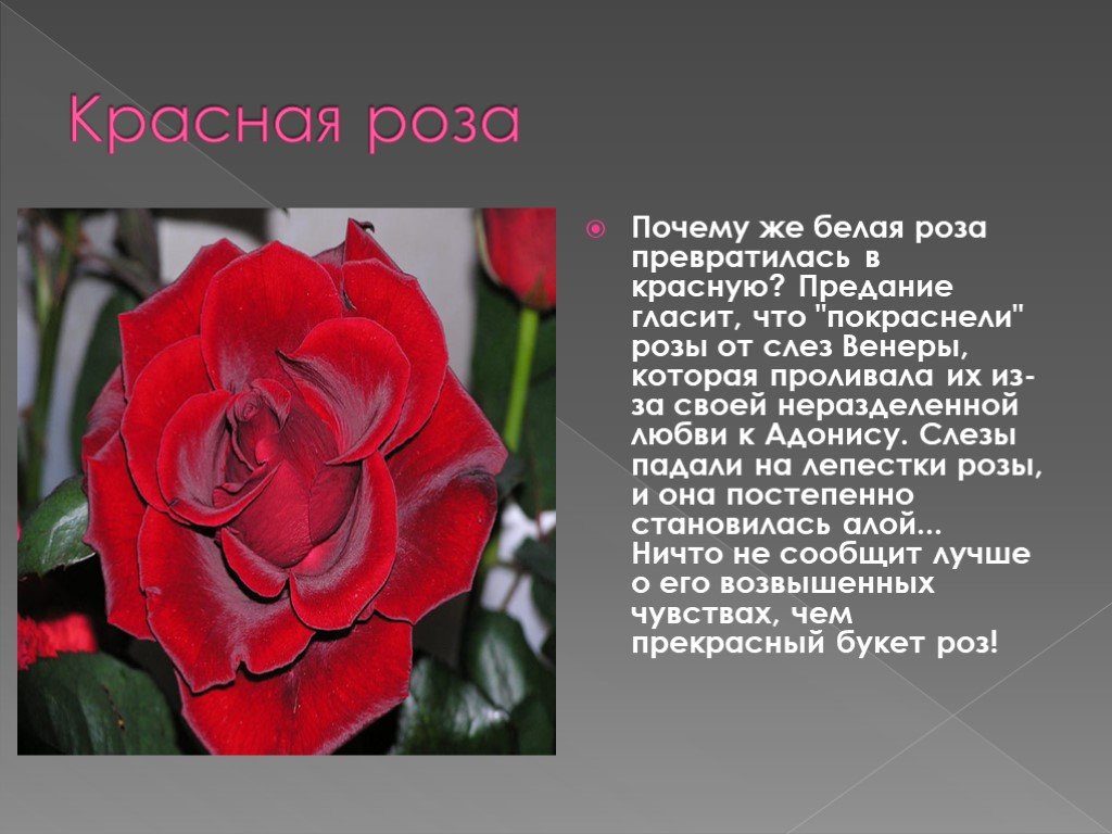 Розочка слова. Описание цветка розы. Розы для презентации. Доклад о Розе.