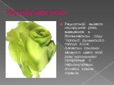 Изумрудная роза. Редкостной является изумрудная роза, выведенная в ботаническом саду "Напока" румынского города Клуж. Лепестки салатно-зеленого цвета этой розы напоминают прозрачные с перламутровым отливом крылья стрекоз.