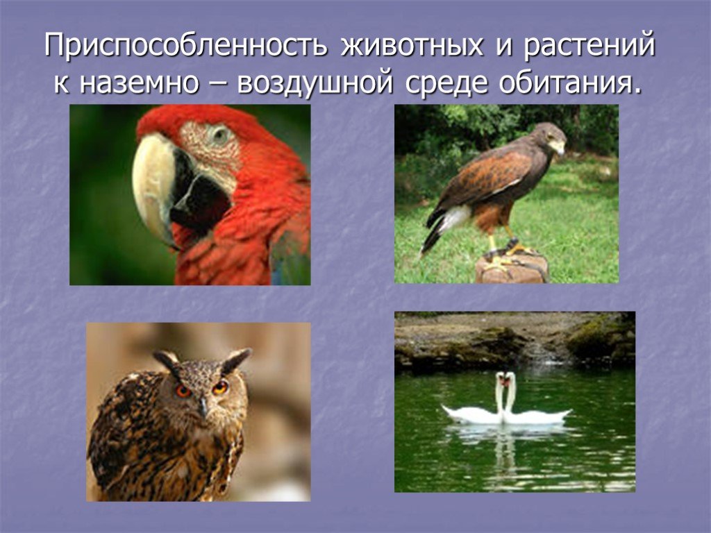 Наземно воздушные обитатели примеры. Наземно воздушные животные. Наземно-воздушная среда. Приспособления животных к наземно-воздушной среде. Приспособленность организмов к наземно-воздушной среде.