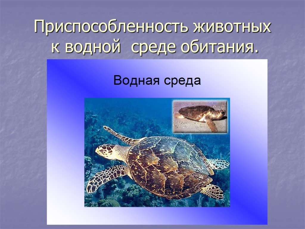 Обитатели водной среды обитания. Черепаха водная среда обитания. Обитатели водной среды 5 класс. Приспособления животных к водной среде.