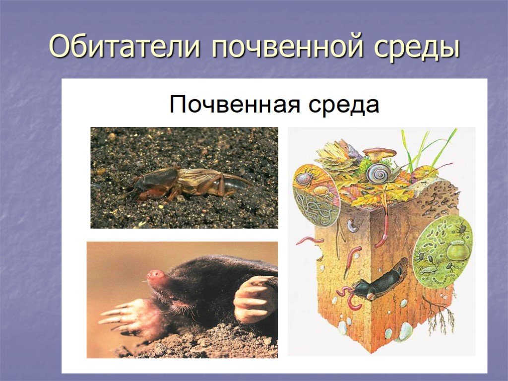 Животные организмы в почвенной среде