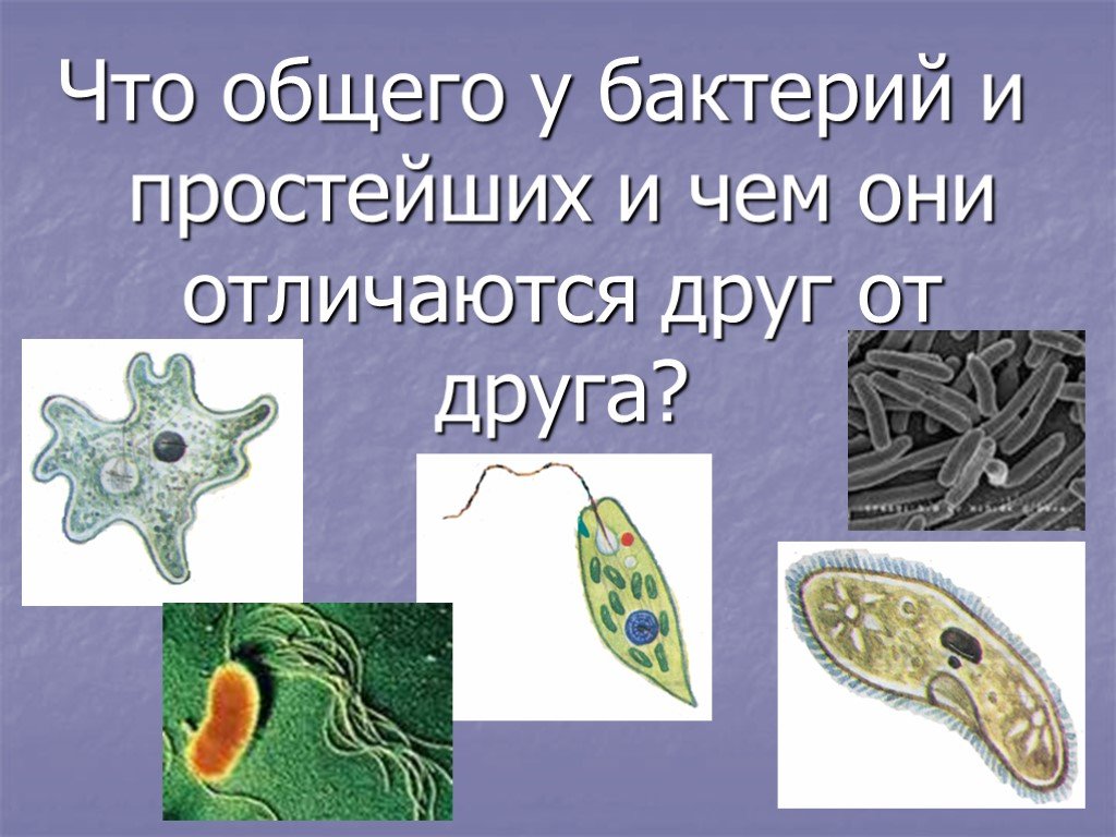 Различие простейших. Простейшие бактерии. Протисты и бактерии. Отличие простейших от бактерий. Чем отличаются протисты от бактерий.
